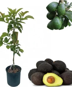 Hass Avocado Tree Live Plant, 2-3 Ft Tall, 3 Gallon Pot, Outdoor Garden - Image 4