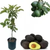 Hass Avocado Tree Live Plant – 2-3 Ft Tall in 3 Gallon Pot – Outdoor Fruit Plant - Image 1