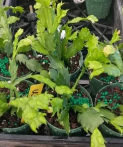 Holiday Cactus Live Plants - 2 Mix Color Schlumbergera - 4-6" Tall in 3" Pot - Image 2