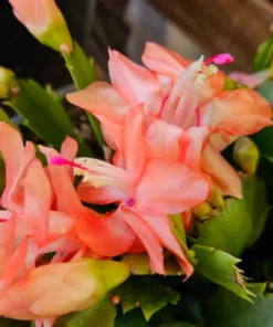 Holiday Cactus Live Plants - 2 Mix Color Schlumbergera - 4-6