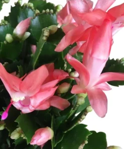 Holiday Cactus Live Plants - 2 Mix Color Schlumbergera - 4-6