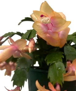 Holiday Cactus Live Plants - 2 Mix Color Schlumbergera - 4-6