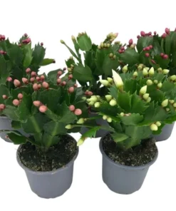 Holiday Cactus Live Plants - 2 Mix Color Schlumbergera - 4-6" Tall in 3" Pot - Image 1