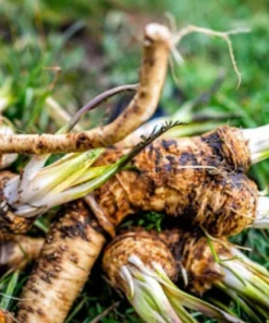 Horseradish Plant Bare Roots - Armoracia Rusticana - Pack of 2 - 4-8 Inch Tall - Image 2