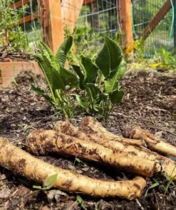 Horseradish Plant Bare Roots - Armoracia Rusticana - Pack of 2 - 4-8 Inch Tall - Image 3