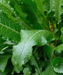 Horseradish Plant Bare Roots - Armoracia Rusticana - Pack of 2 - 4-8 Inch Tall - Image 5