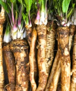 Horseradish Plant Bare Roots - Armoracia Rusticana - Pack of 2 - 4-8 Inch Tall - Image 6