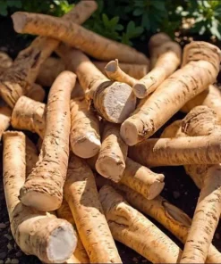 Horseradish Plant Bare Roots - Armoracia Rusticana - Pack of 2 - 4-8 Inch Tall - Image 1