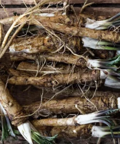Horseradish Plant Bare Roots - Armoracia Rusticana - Pack of 2 - 4-8 Inch Tall - Image 9