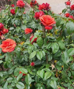 Hot Cocoa Floribunda Rose Plant Live Bush – Chocolate Orange Blooms, Fragrant, 5-8" Tall - Image 2