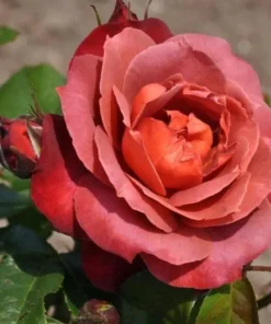 Hot Cocoa Floribunda Rose Plant Live Bush – Chocolate Orange Blooms, Fragrant, 5-8