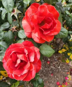 Hot Cocoa Floribunda Rose Plant Live Bush – Chocolate Orange Blooms, Fragrant, 5-8