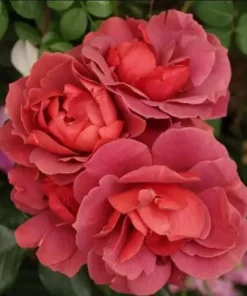 Hot Cocoa Floribunda Rose Plant Live Bush – Chocolate Orange Blooms, Fragrant, 5-8