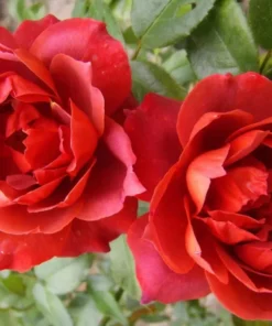 Hot Cocoa Floribunda Rose Plant Live Bush – Chocolate Orange Blooms, Fragrant, 5-8