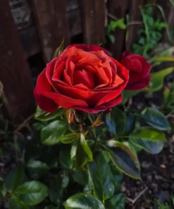 Hot Cocoa Floribunda Rose Plant Live Bush – Chocolate Orange Blooms, Fragrant, 5-8