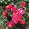 Hot Cocoa Floribunda Rose Plant Live Bush – Chocolate Orange Blooms, Fragrant, 5-8" Tall - Image 1
