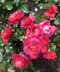 Hot Cocoa Floribunda Rose Plant Live Bush – Chocolate Orange Blooms, Fragrant, 5-8" Tall - Image 1