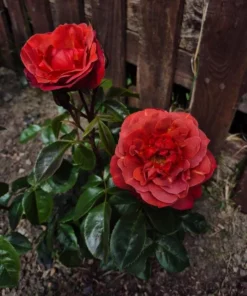 Hot Cocoa Floribunda Rose Plant Live Bush – Chocolate Orange Blooms, Fragrant, 5-8