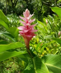 Hot Pink Ginger Live Plant - Ornamental Flowering, 5-8" Tall - Image 1