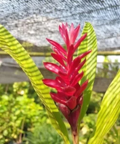 Hot Pink Ginger Live Plant - Ornamental Flowering, 5-8" Tall - Image 2