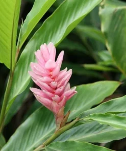 Hot Pink Ginger Live Plant - Ornamental Flowering, 5-8