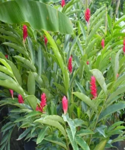 Hot Pink Ginger Live Plant - Ornamental Flowering, 5-8