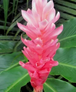 Hot Pink Ginger Live Plant - Ornamental Flowering, 5-8