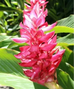 Hot Pink Ginger Live Plant - Ornamental Flowering, 5-8