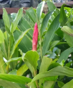 Hot Pink Ginger Live Plant - Ornamental Flowering, 5-8