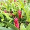 Hot Pink Ginger Live Plant – Ornamental Flowering Ginger – Set of 2 Starter Plants – 5-8 Inch Tall - Image 1