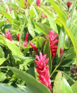 Hot Pink Ginger Live Plant – Ornamental Flowering Ginger – Set of 2 Starter Plants – 5-8 Inch Tall - Image 1