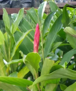 Hot Pink Ginger Live Plant – Ornamental Flowering Ginger – Set of 2 Starter Plants – 5-8 Inch Tall - Image 8