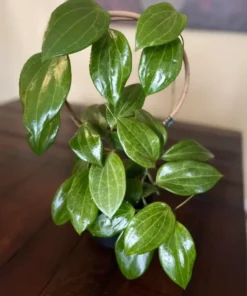 Hoya Quinquenervia Live Plant Set - 2 Fragrant Wax Vine Houseplants, 5-8