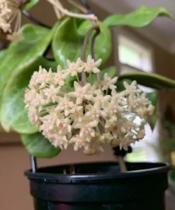 Hoya Quinquenervia Live Plant Set - 2 Fragrant Wax Vine Houseplants, 5-8