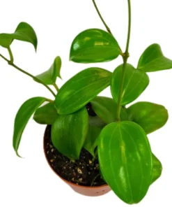 Hoya Quinquenervia Live Plant Set - 2 Fragrant Wax Vine Houseplants, 5-8