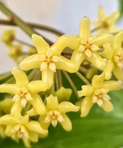 Hoya Quinquenervia Live Plant Set - 2 Fragrant Wax Vine Houseplants, 5-8" Tall - Image 1