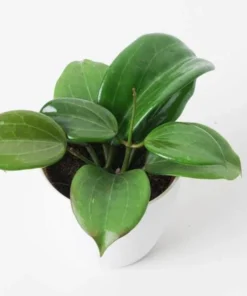 Hoya Quinquenervia Live Plant Set - 2 Fragrant Wax Vine Houseplants, 5-8