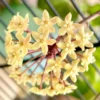 Hoya Quinquenervia Live Plant – Wax Vine Houseplant with Yellow Flowers, 5-8" Tall - Image 1