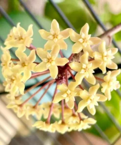 Hoya Quinquenervia Live Plant – Wax Vine Houseplant with Yellow Flowers, 5-8" Tall - Image 1
