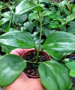 Hoya Quinquenervia Live Plant – Wax Vine Houseplant with Yellow Flowers, 5-8