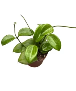 Hoya Quinquenervia Live Plant – Wax Vine Houseplant with Yellow Flowers, 5-8