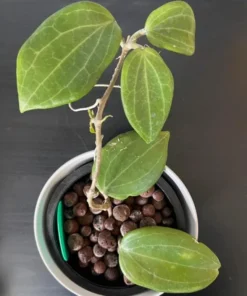 Hoya Quinquenervia Live Plant – Wax Vine Houseplant with Yellow Flowers, 5-8