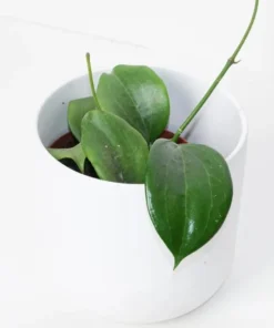 Hoya Quinquenervia Live Plant – Wax Vine Houseplant with Yellow Flowers, 5-8