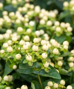 Hypericum Globo Champagne Live Plant – Berried Shrub Starter – 1"-3" Tall - Image 2