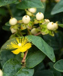 Hypericum Globo Champagne Live Plant – Berried Shrub Starter – 1