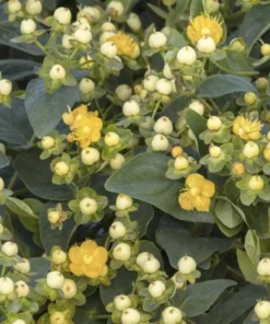 Hypericum Globo Champagne Live Plant – Berried Shrub Starter – 1