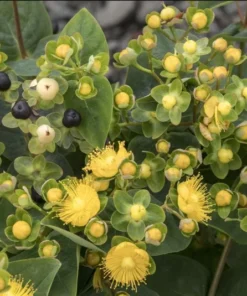 Hypericum Globo Champagne Live Plant – Berried Shrub Starter – 1