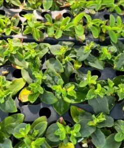 Hypericum Globo Champagne Live Plant – Berried Shrub Starter – 1