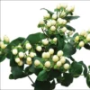 Hypericum Globo Champagne Live Plant – Berried Shrub Starter – 1"-3" Tall - Image 1