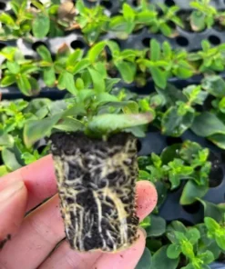 Hypericum Globo Champagne Live Plant – Berried Shrub Starter – 1